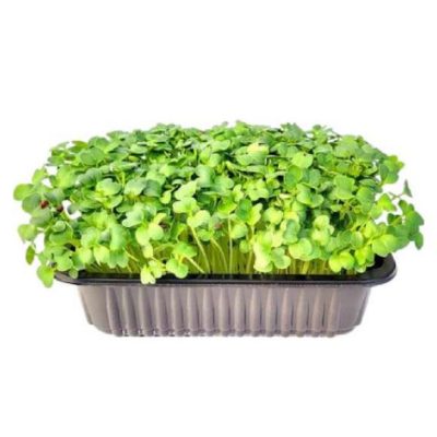 Daikon Retek Mikrozöld