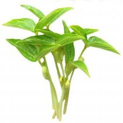 Mung Beans (Mungóbab) Mikrozöld