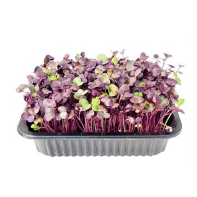 Purple Radish (Lila retek) Mikrozöld